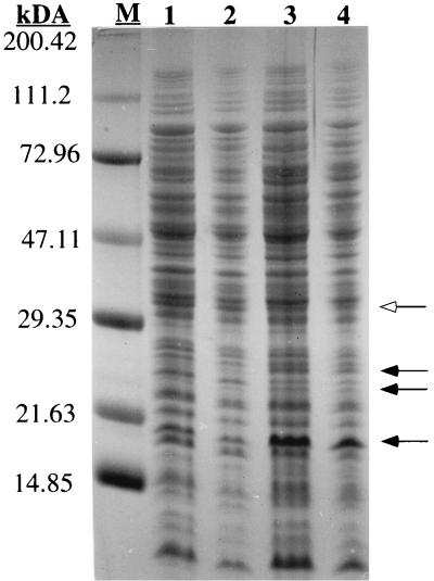 FIG. 4