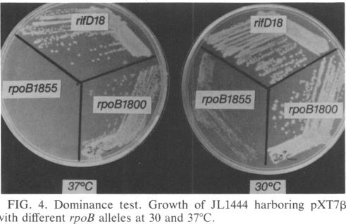 graphic file with name jbacter00172-0105-a.jpg