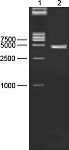 Fig. 2