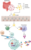 Illustration showing the process of dysbiosis in the gut. Dysbiosis leads to the production of short-chain fatty acids (SCFAs) like acetate, butyrate, and propionate. Acetate crosses the intestinal barrier, influencing naive T-cells and macrophages. Interaction with macrophages through GPR43 and NLRP3 triggers IL-1β production. Naive T-cells differentiate into T-reg or Th17 cells, affecting inflammation. The diagram highlights pathways involving mTOR-S6K, STAT3, and others, leading to the release of cytokines IL-17, IL-21, and IL-26, illustrating inflammatory responses.