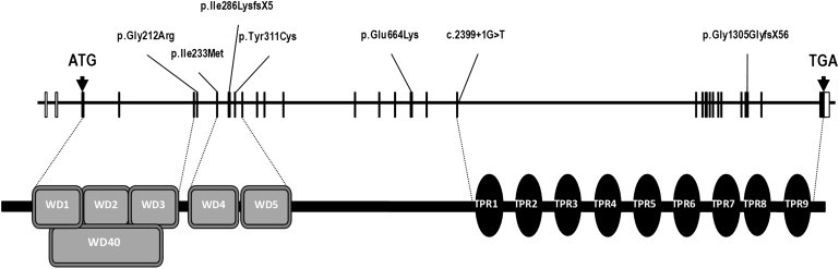 Figure 2