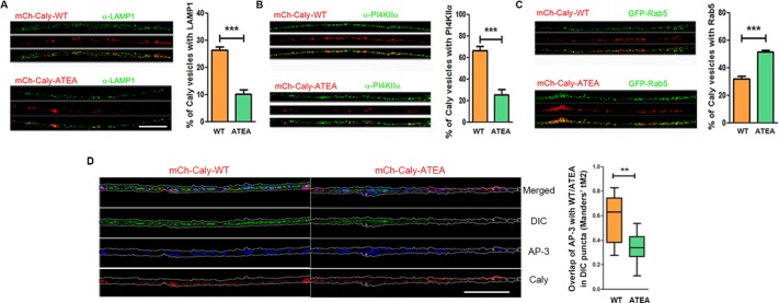 FIGURE 4: