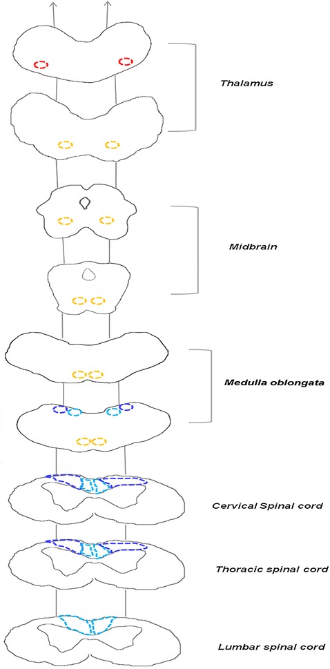 Fig. 1