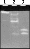 FIG. 6.