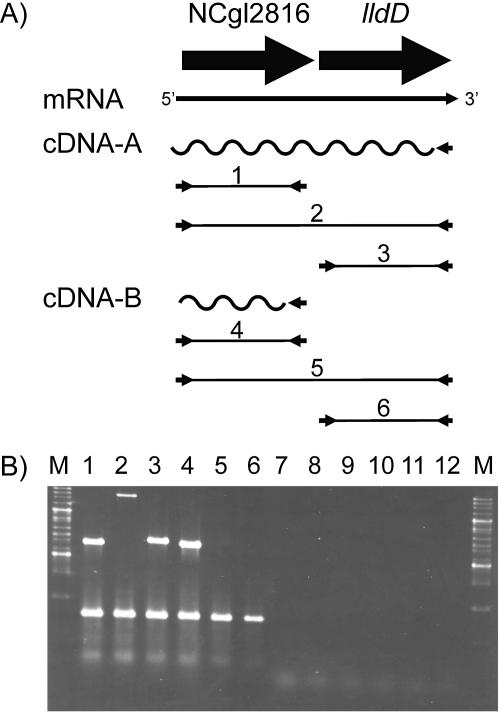 FIG. 4.