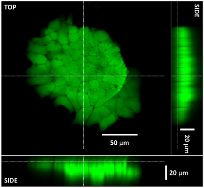 Figure 7