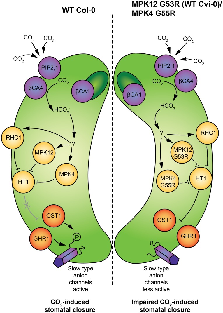 Fig 7