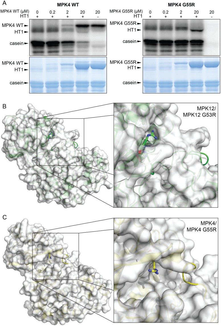 Fig 6