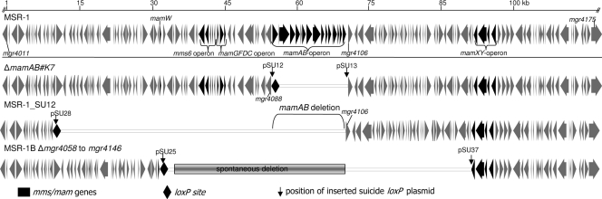 FIG. 2.