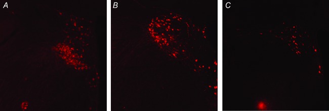 Figure 16