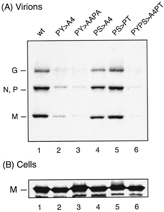 FIG. 3.