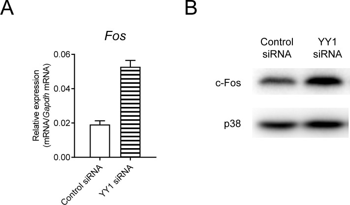 Figure 6—figure supplement 2.