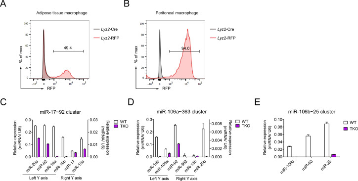 Figure 2—figure supplement 2.