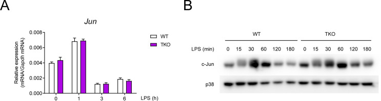 Figure 5—figure supplement 3.