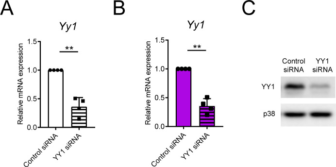 Figure 6—figure supplement 1.