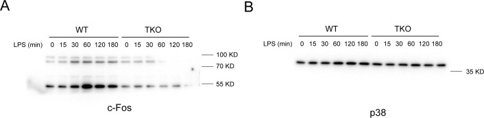 Figure 5—figure supplement 2.