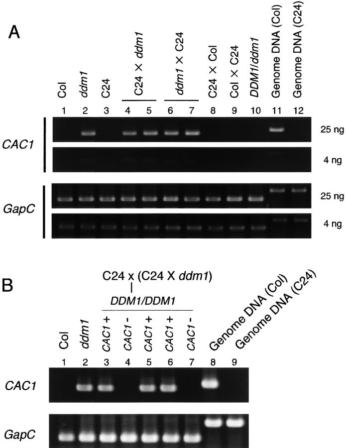 Figure 1.—