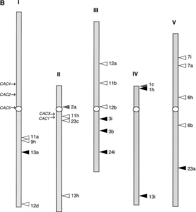 Figure 4.—