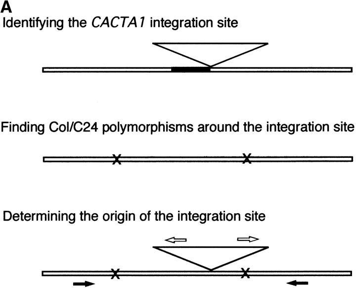 Figure 4.—