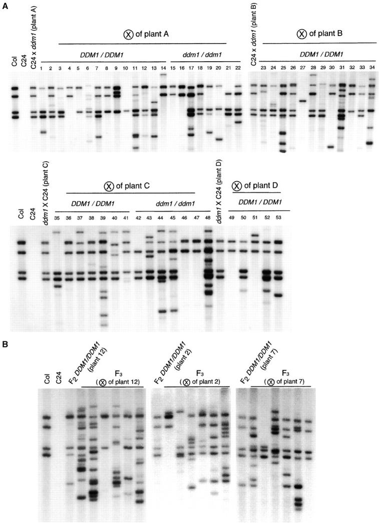 Figure 2.—