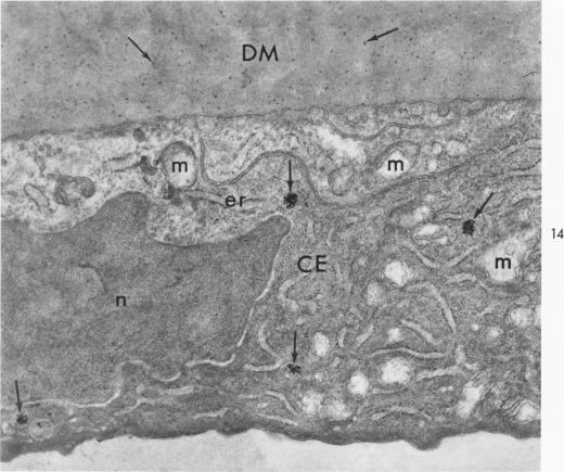 Fig. 14