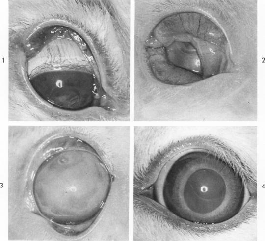 Fig. 1-4