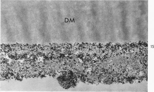 Fig. 15