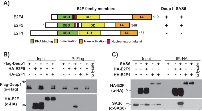 FIGURE 5: