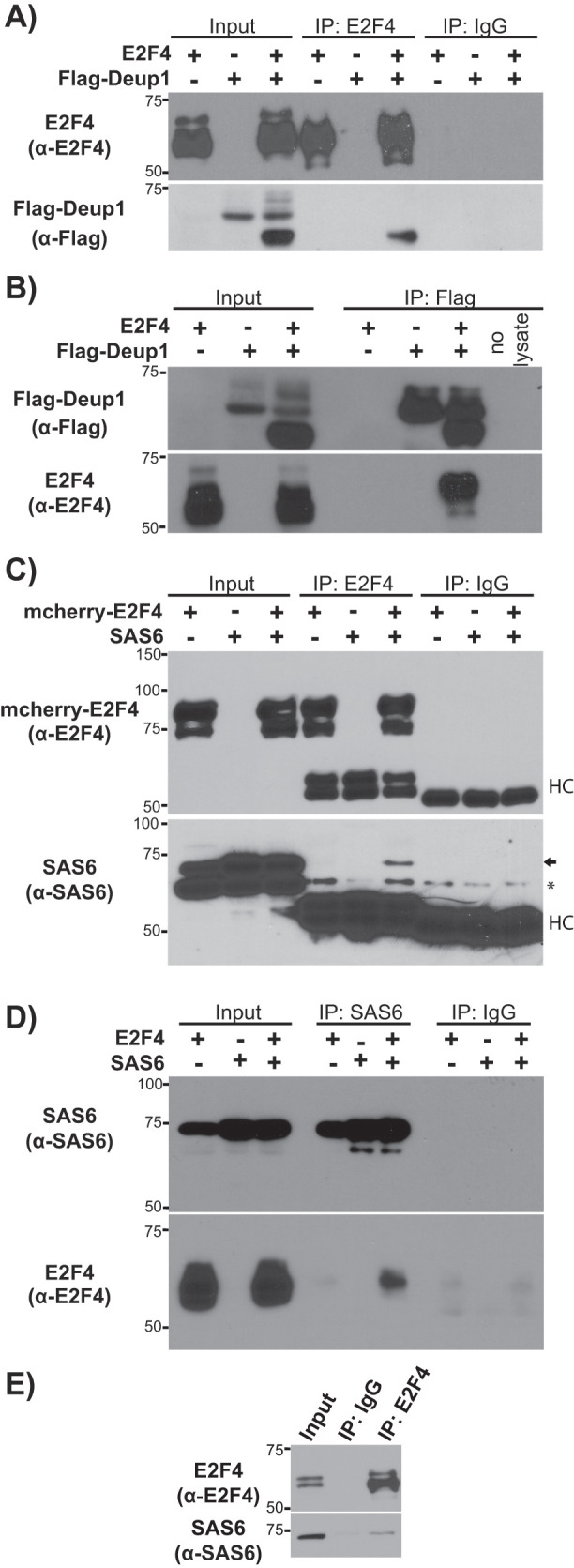 FIGURE 1: