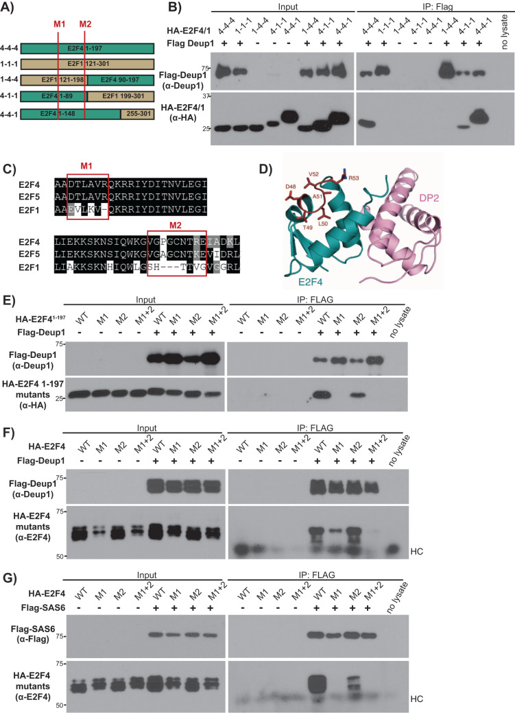 FIGURE 6: