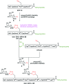 Scheme 2