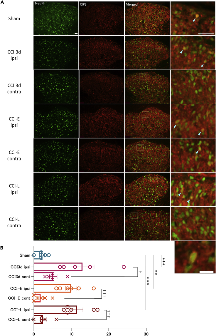 Figure 6