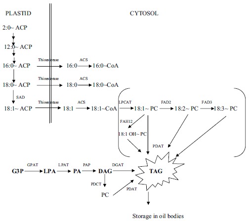 Fig. (1)