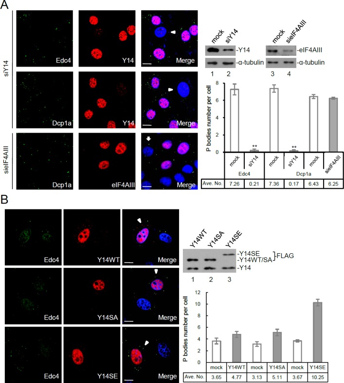 FIGURE 5: