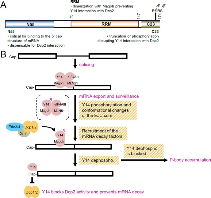 FIGURE 7: