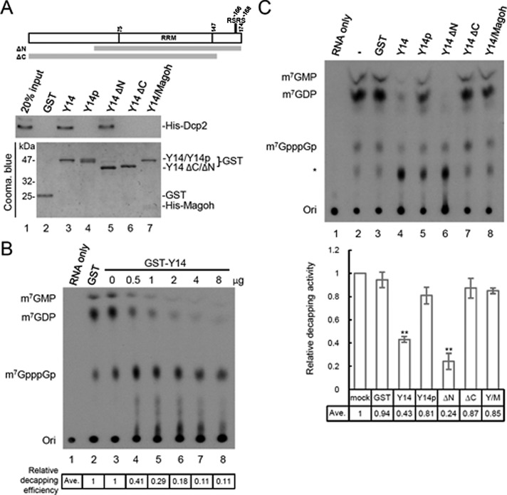 FIGURE 2: