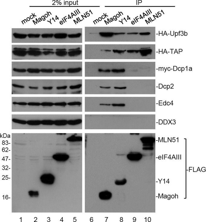 FIGURE 1: