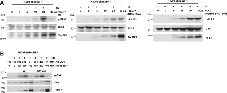 Figure 5