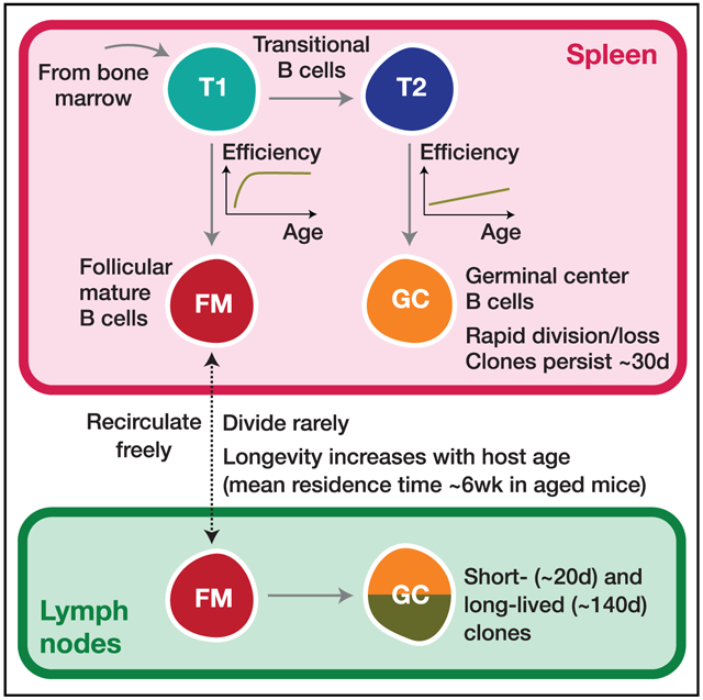 graphic file with name nihms-1647629-f0001.jpg