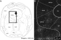 Figure 1—figure supplement 1.