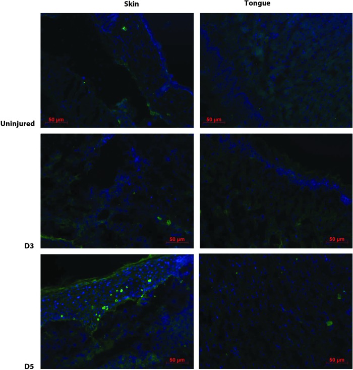 Figure 3.