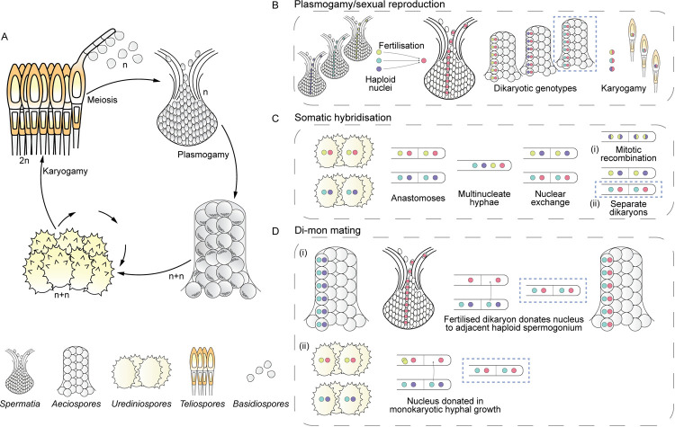 Fig 2