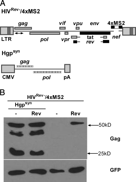 FIG. 1.