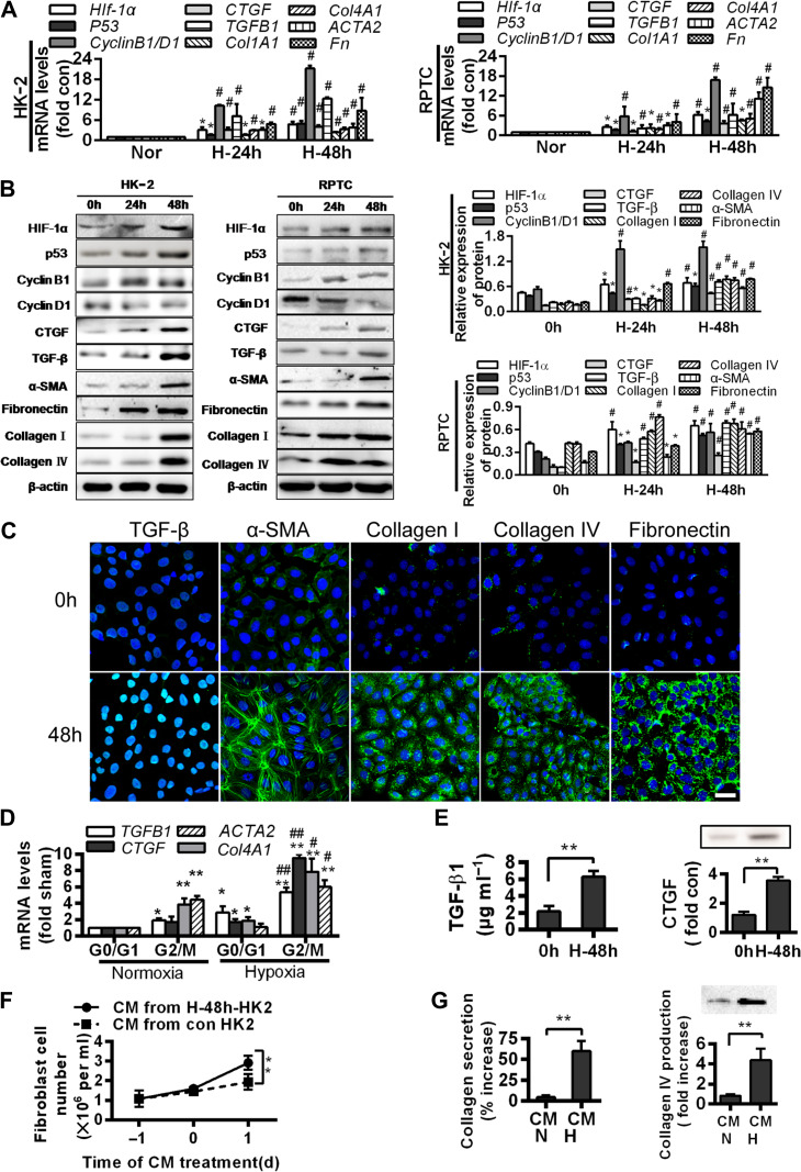 p53 upregulated by HIF-1α promotes hypoxia-induced G2/M arrest and ...