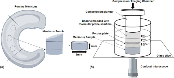 Schematic of specimen preparation. Location and size of the specimens are shown: (a) for FRAP tests, cylindrical specimens with a height of 2 mm and diameter of 6 mm were prepared from the central region of the meniscus along the axial direction and (b) the discs were then placed into the custom-made compression chamber, submerged in 1X PBS solution containing the molecular probe of interest. To apply compressive strains of 0%, 10%, or 20%, the plunger is pushed and locked into predefined positions of the flooded channel.