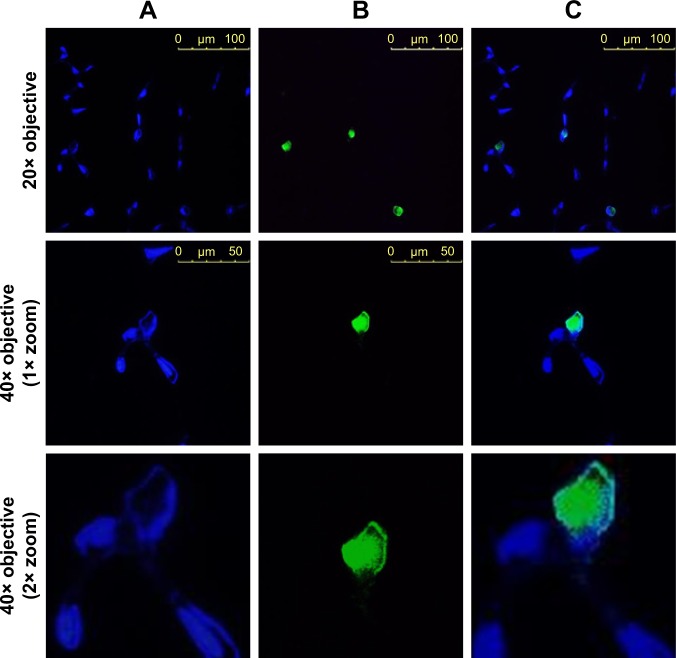 Figure 7