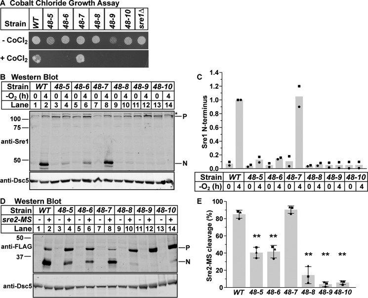 Figure 2.