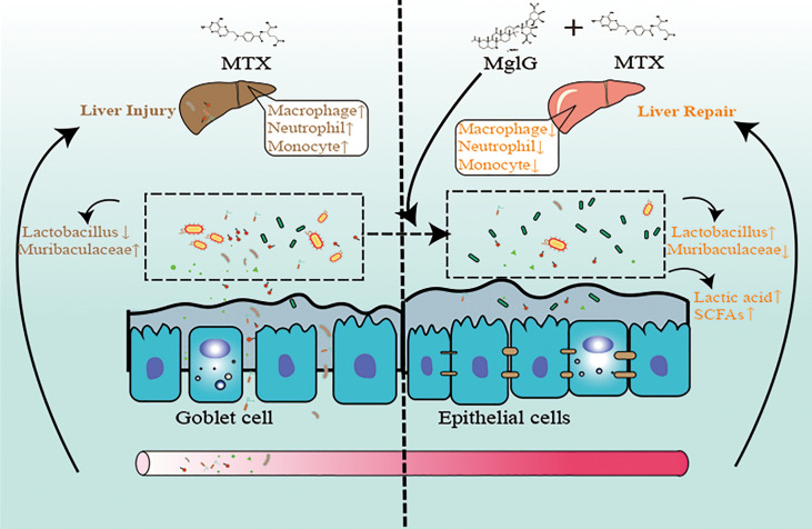 Graphical Abstract