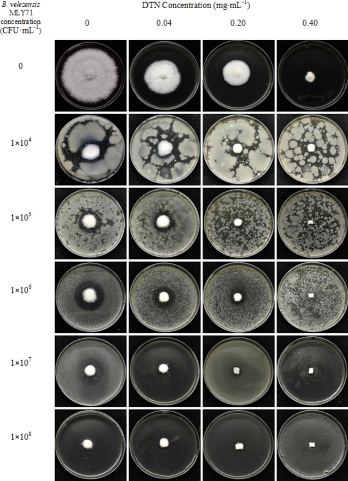 Fig. 12