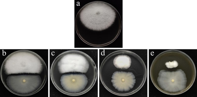 Fig. 13